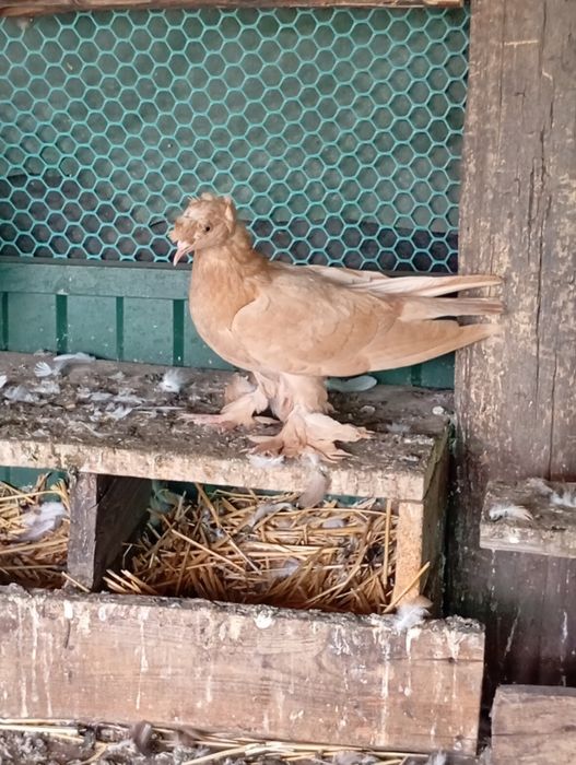 Продам голубів Туркоти
