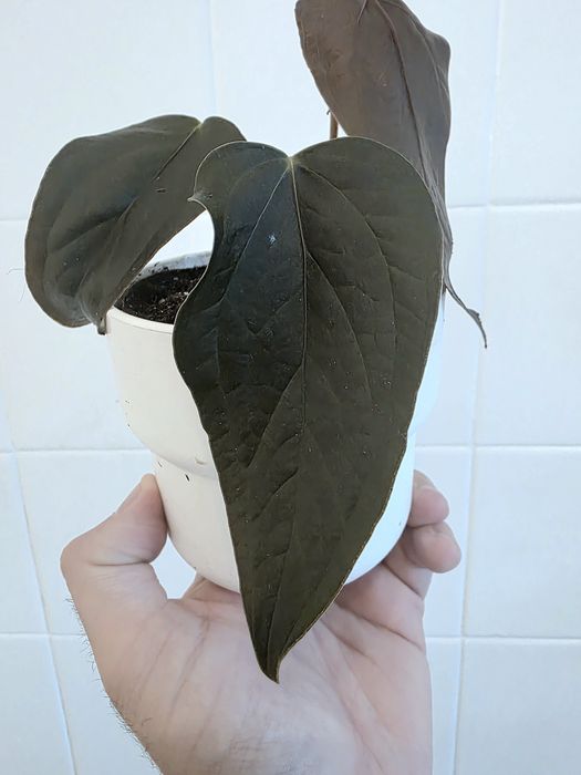 Anthurium Queen of Hearts