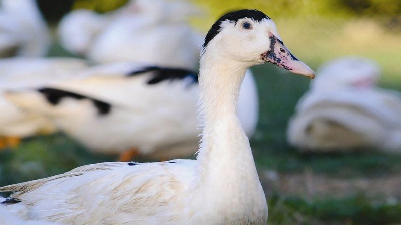 Kury Kokoszki młode nioski kaczki gęsi perliczki brojlery