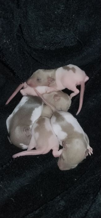 Отдам ручных крисят в хорошие руки )))