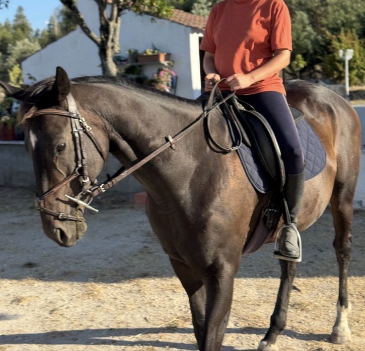 Venda égua Puro Sangue Inglês