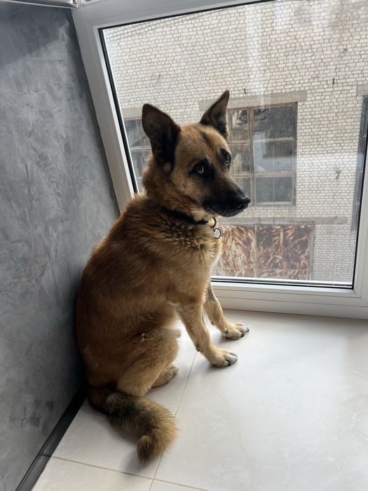 Пес ищет ответственную семью!