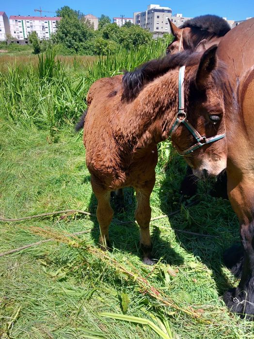 Egua belga pura  con poldra