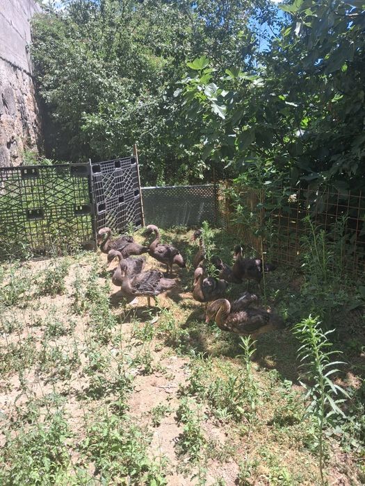 Cisnes de 2025  casais ou em separado