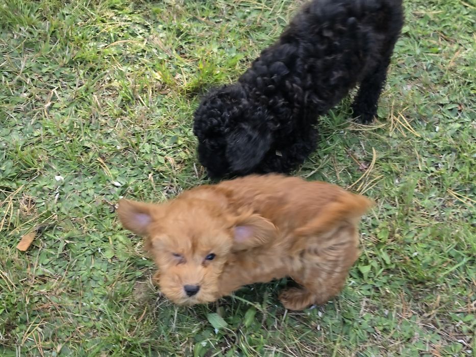 Szczenię maltipoo z metryką