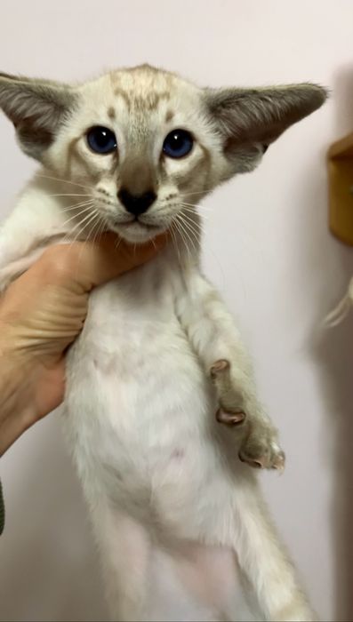 Орієнтальне кошеня