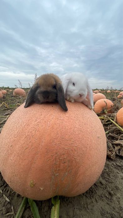 Mini Lop–samiec kastrowany z metryką i książeczką zdrowia REZERWACJA