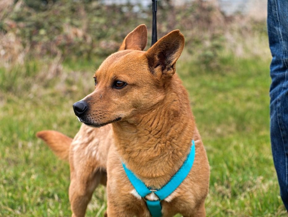 Mały beżowy piesek szuka domu