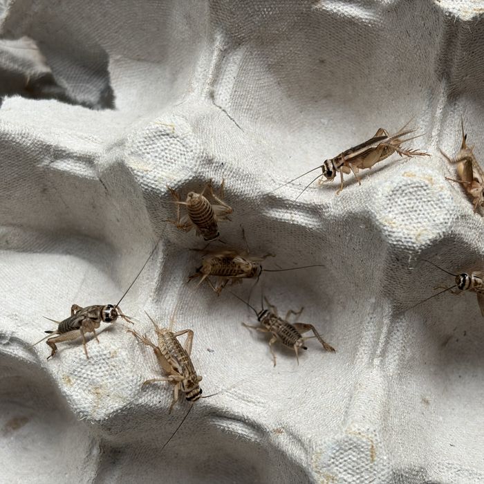 Świerszcze 1,5-2cm 50 sztuk karmówka pokarm