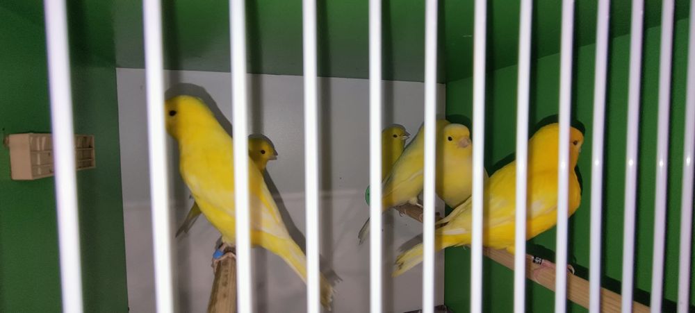 Kanarki Samce  Żółte