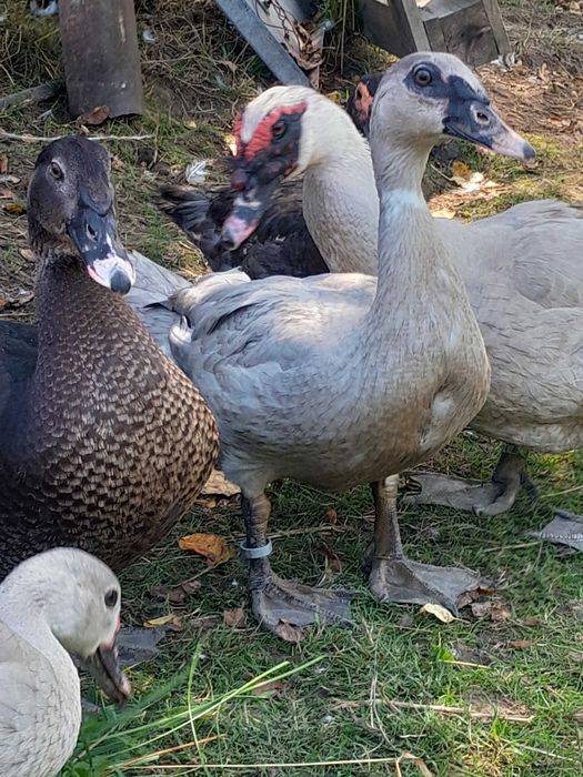 Kaczki w barwie perlowej i dzikiekj