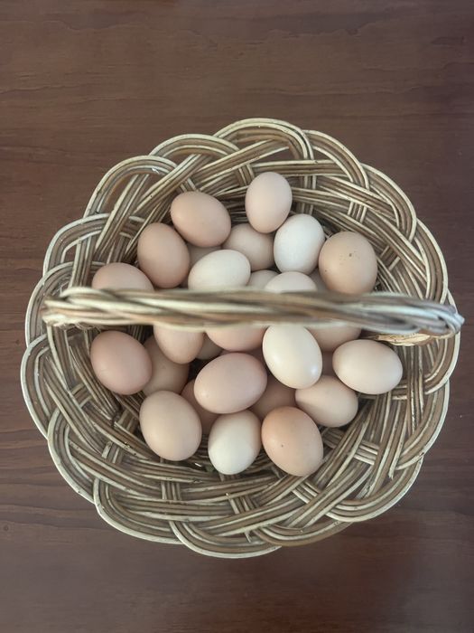 Ovos de galinhas do campo
