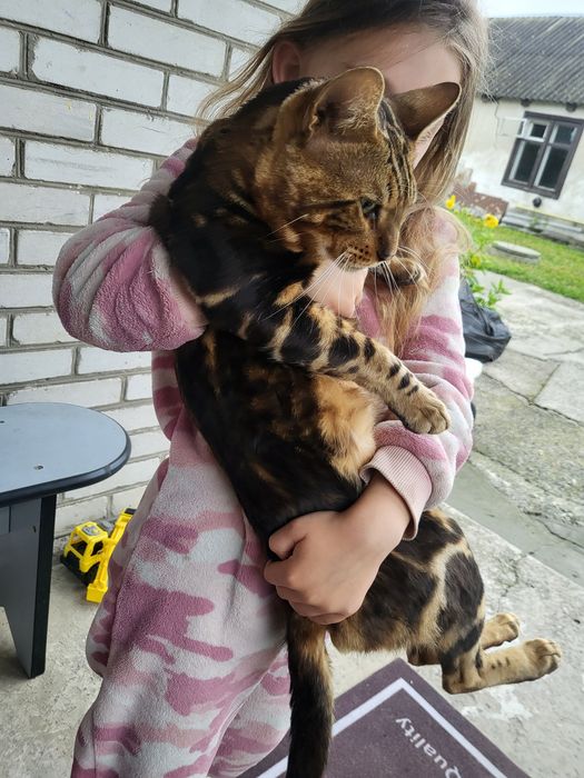 Вязка бенгальского кота