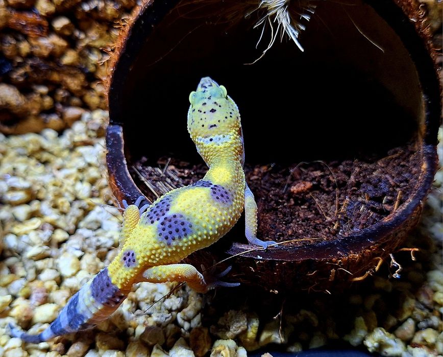 Gekonki lamparcie samice