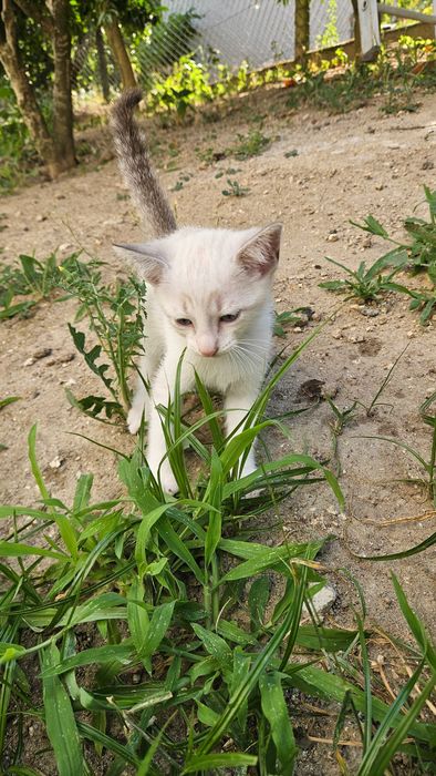 Doam-se Gatinhos de 2 meses