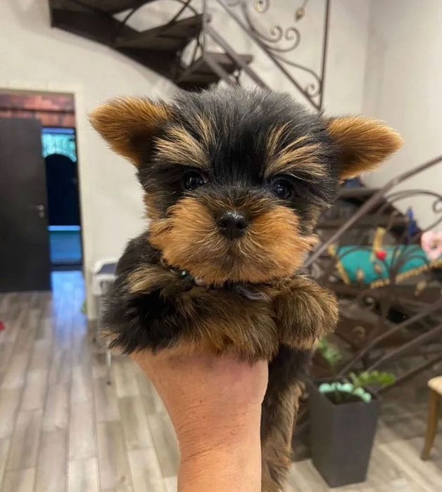 Гарна собачка йорк