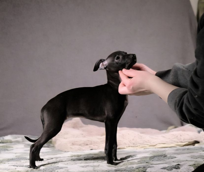 Щенки левретки,черного окраса,девочки.