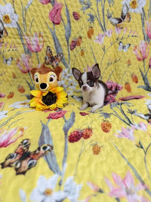 Chihuahua fêmea mini