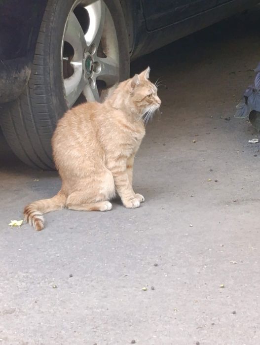 Заберіть гарного милого котика