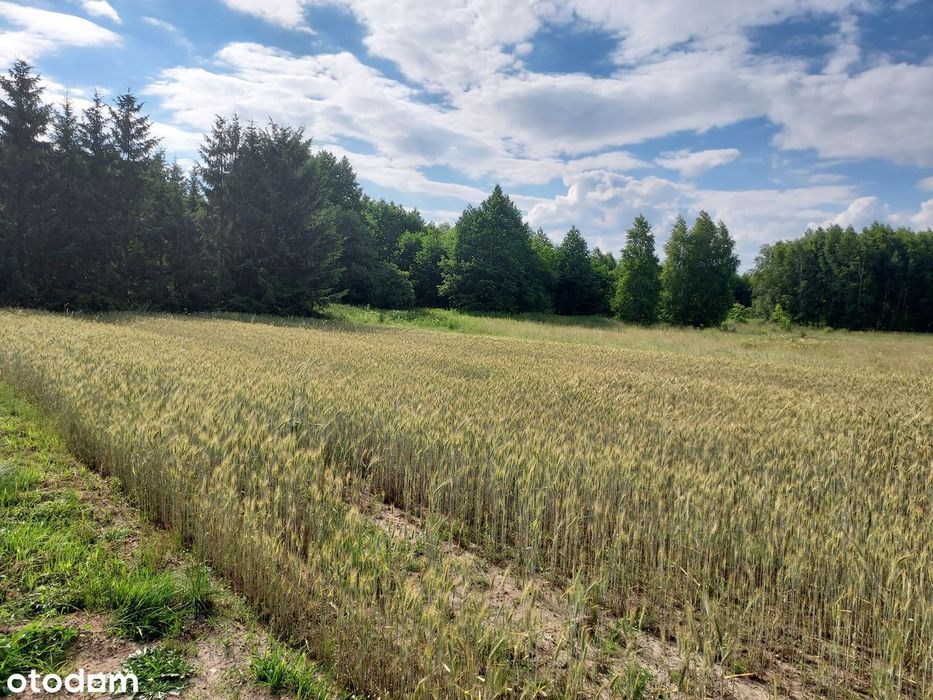 Czeremcha ul. Wiejska,1345 m² - wydane Warunki Zabudowy -do negocjacji - Widok 4