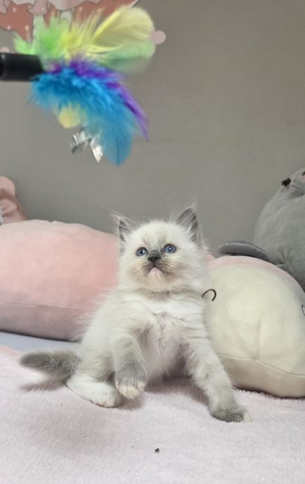 Choco Nat-Heaven*PL - Ragdoll Blue Mitted | Rodowód FIFe FPL