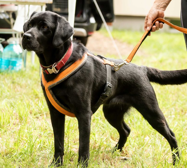 Labrador retriever FCI