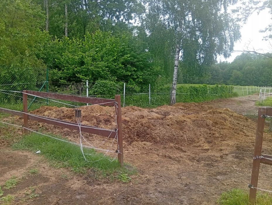 Obornik koński sprzedam