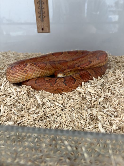 Wąż zbożowy * z terrarium *