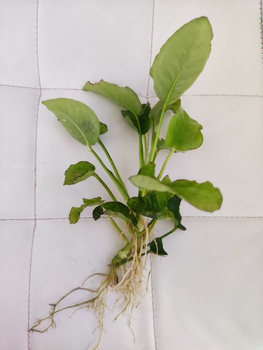 Sprzedam Anubiasa Giganta