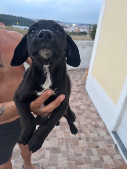 Doação de cachorrinhos