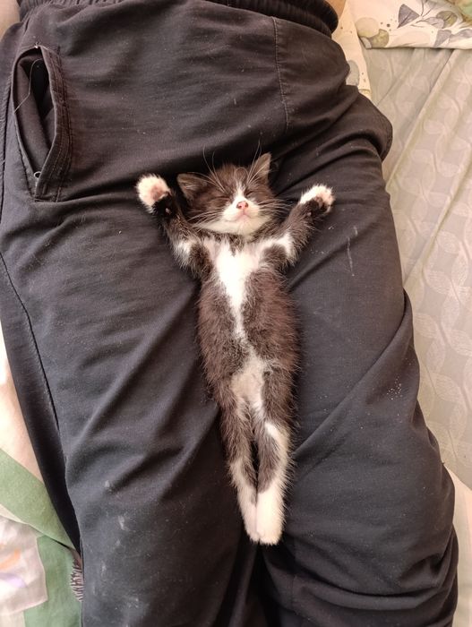 Віддамо безкоштовно кошеняток