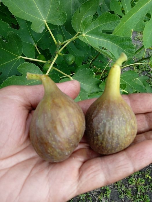 Продам  живці інжиру Турецький коричневий