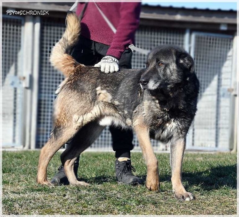 Haps – wielkopies z charakterem – lubi ludzi, potrzebuje przestrzeni