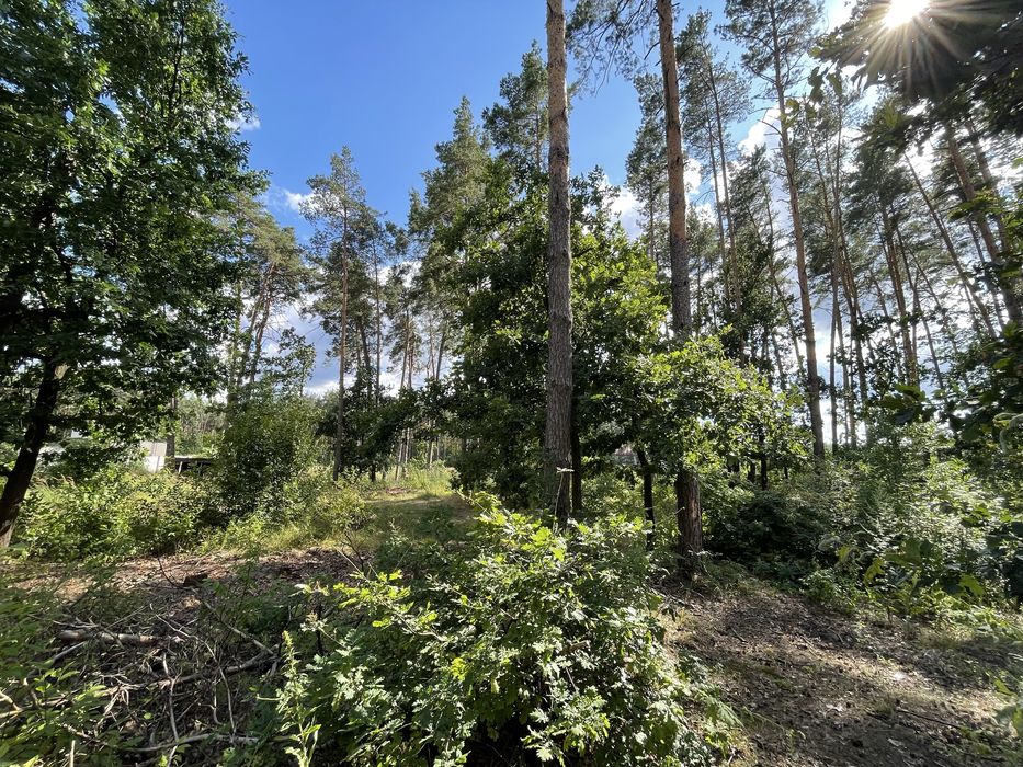 Продажа 37 сот. в сосновом лесу с выходом на воду. Пуща Водица,  Буча