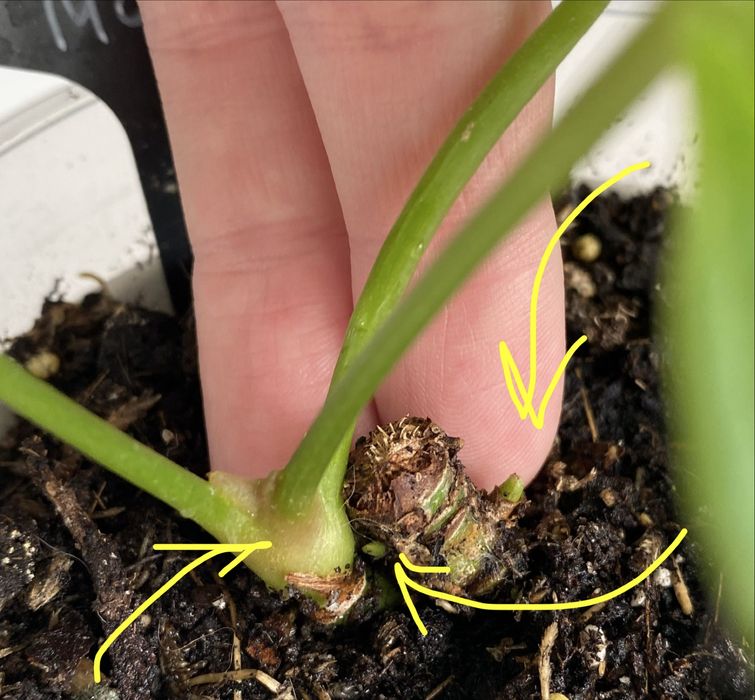 Антуріум Anthurium ‘Yasuni heart’ на дві рослинки