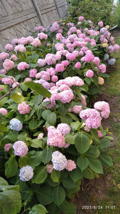 Продаются гортензии