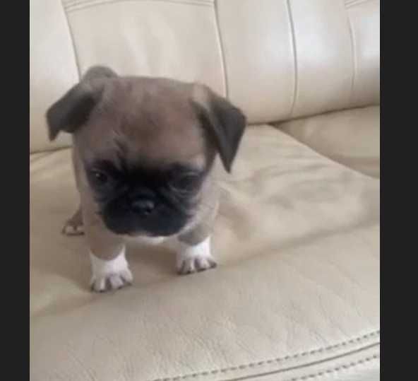 Мопс цуценята з КСУ та чіпом доставка по Львову безкоштовна