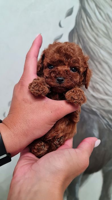 Шикарный мальчик Той Пудель Тикап!