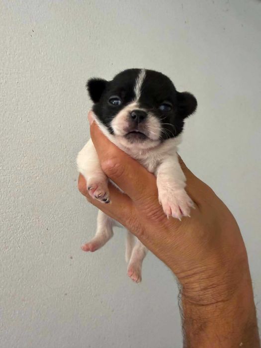 Chihuahua Suiperminiatura MACHO com LOP E AFIXO