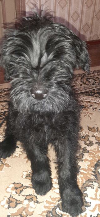 Різеншнауцер, кращий подарунок на новий рік. Клубне цуценя