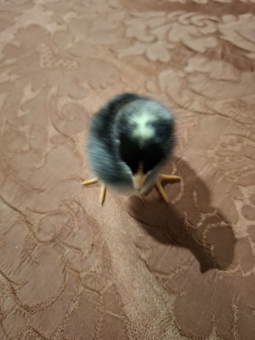 Pintos e Galinhas Pedres Portuguesa