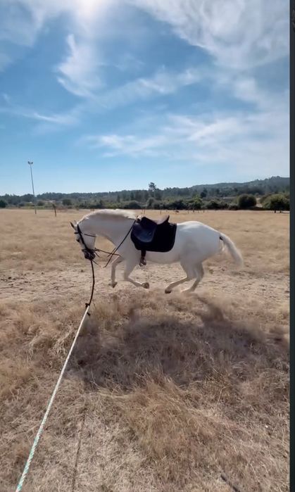 Cavalo lusitano