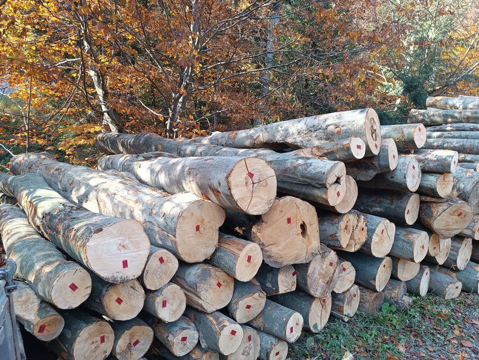 Drewno opałowe buk brzoza jawor jodła świerk