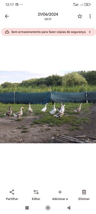 Vendo ovos de Ganso africano