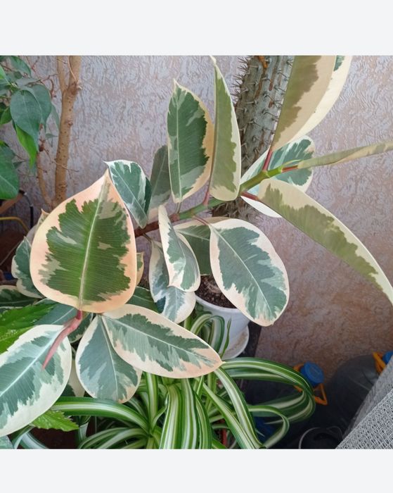 Традесканция триколор Фикусы