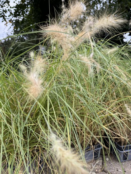 Pennisetum.
