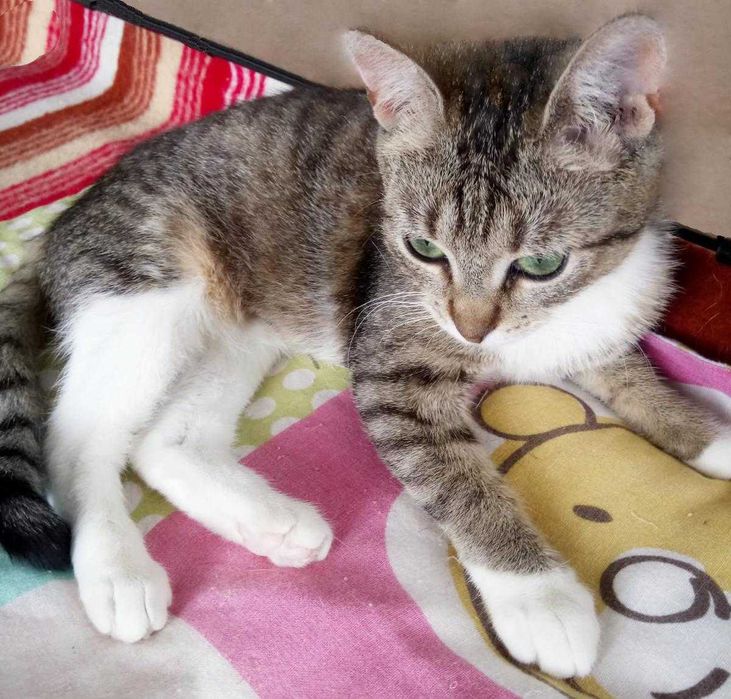 Majeczka - śliczna, 1,5-roczna, wysterylizowana