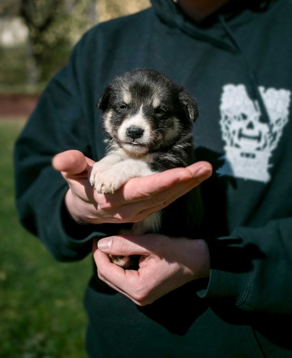 Цуценята шукають дім