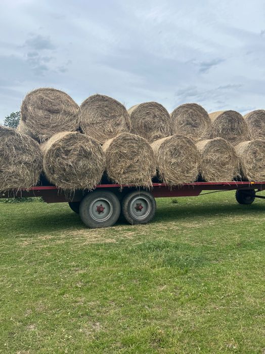 Sprzedam Siano belach