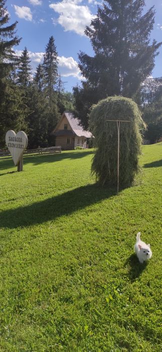 Wolny dzisiaj Domki z jacuzzi domek do wynajęcia balia sauna noclegi